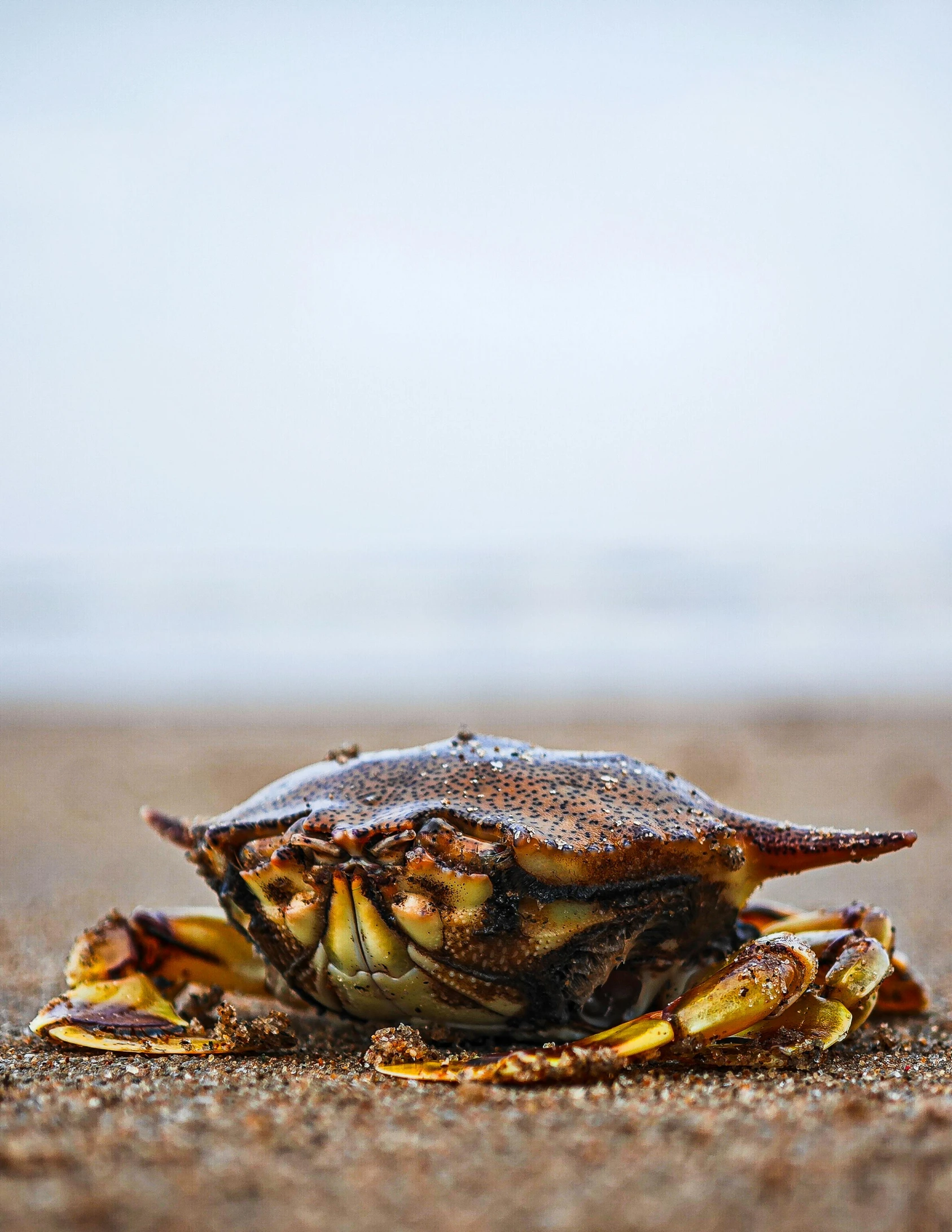 a small crab is sitting on the beach