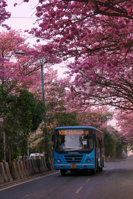 a bus driving down a tree filled road
