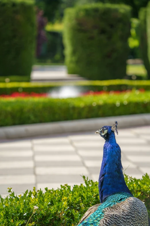 a peacock on a garden plant with red and yellow flowers