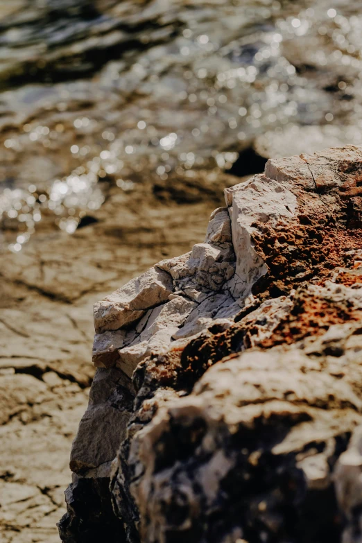 a small bird perched on a rock near the water