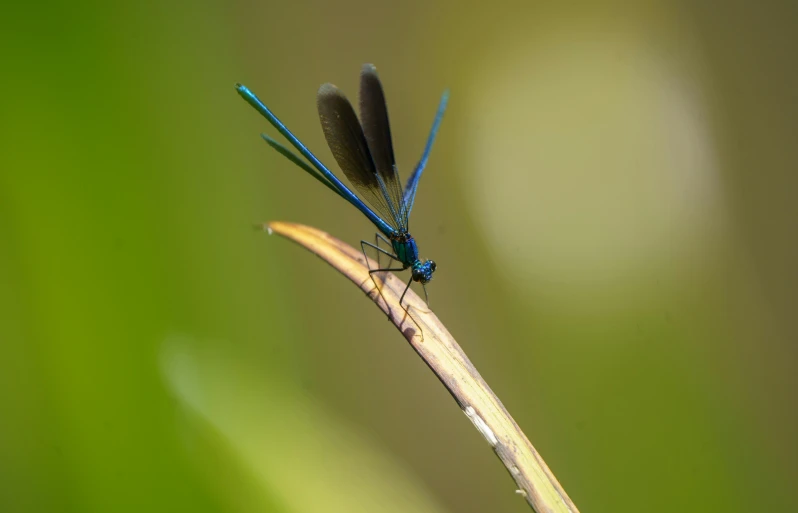 a blue dragonfly with black wings perched on top of a stem