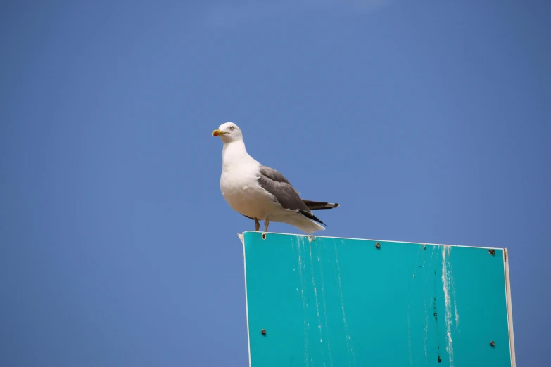 a small bird sitting on top of a green pole