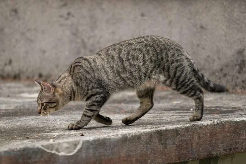 a tabby cat running along concrete wall with one foot on the ground