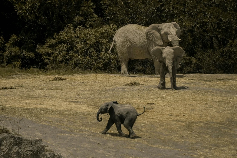 an adult and baby elephant standing in the grass