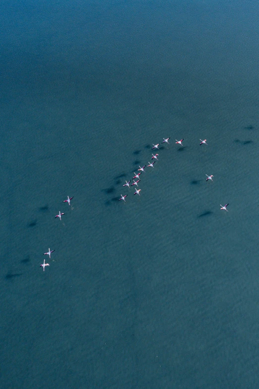 a large group of airplanes flying above the ocean