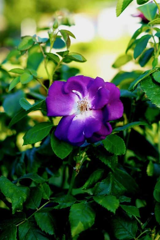 a close up of a purple flower with green leaves