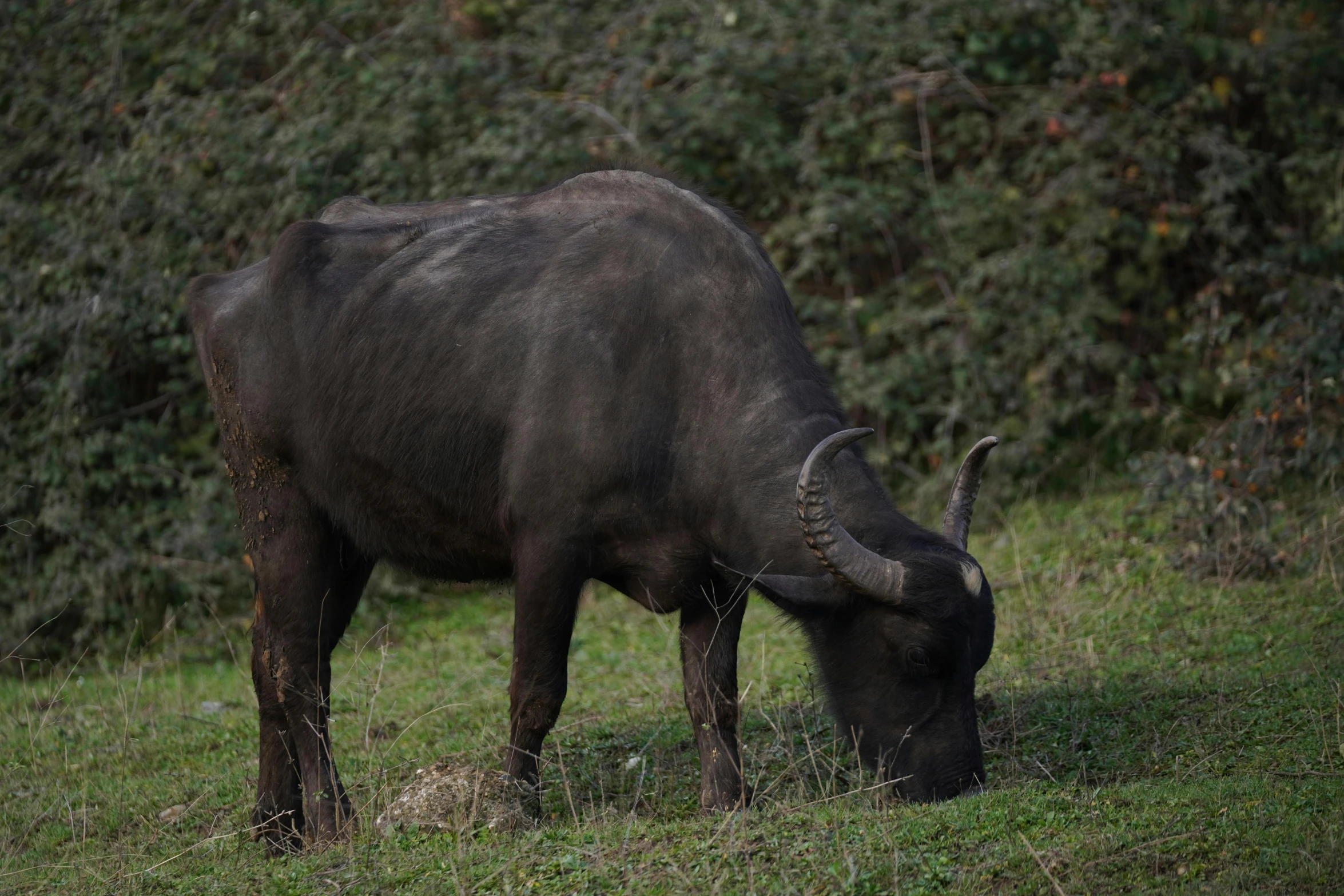 a yak eating grass in a field of green