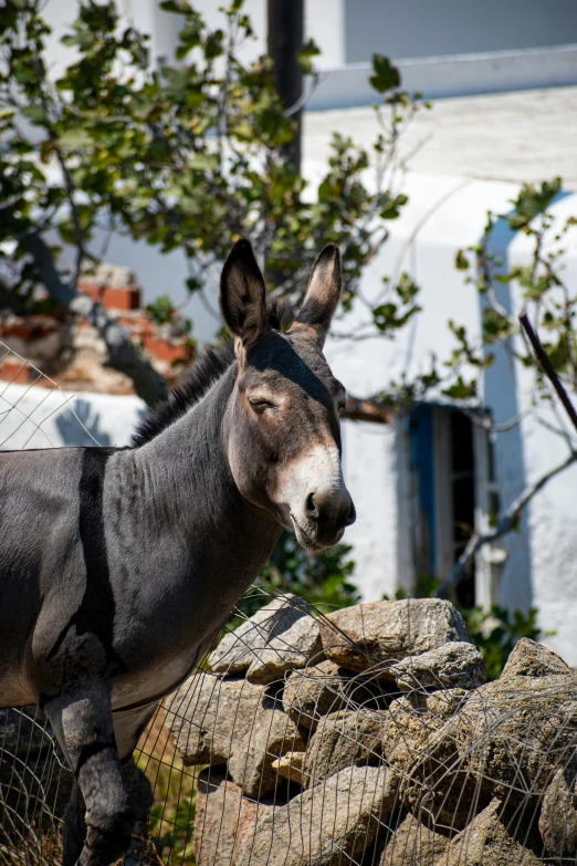 a donkey looking over a wire fence in a village