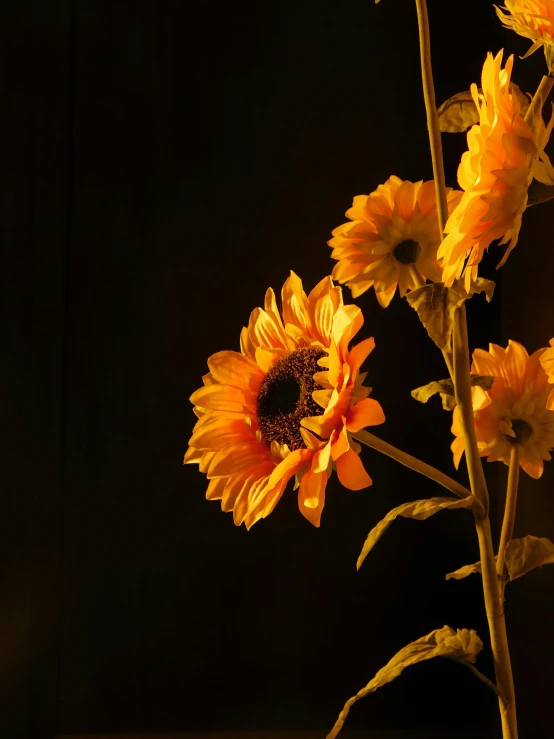 three yellow flowers lit up with a black background