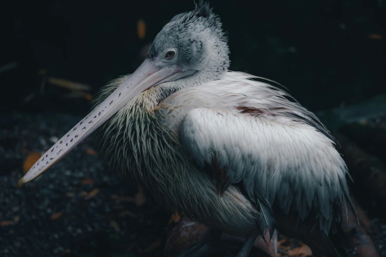 a large bird with a very long beak