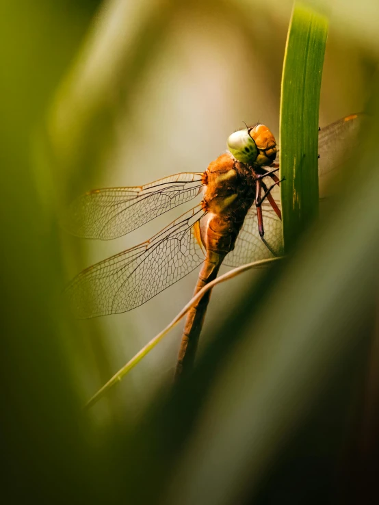 the two orange dragonflies are looking towards the camera