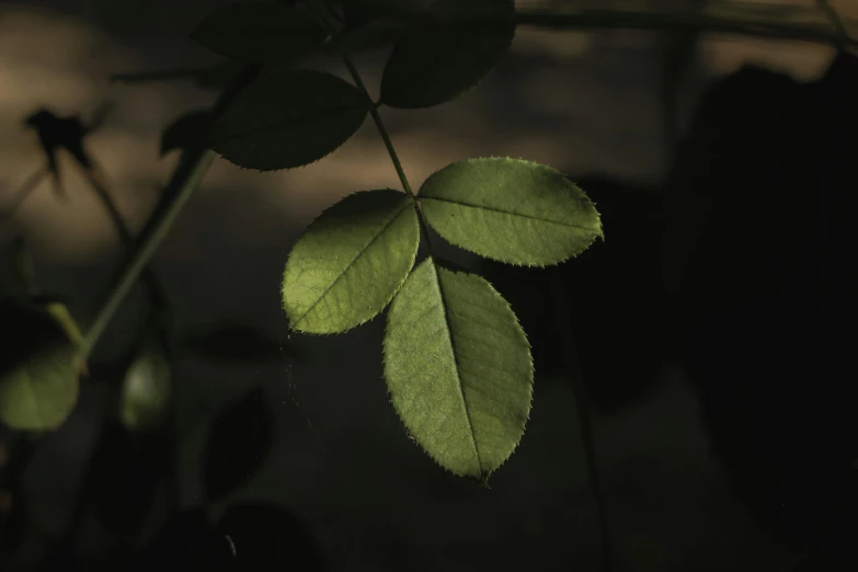 a green leaf is seen in the evening sun