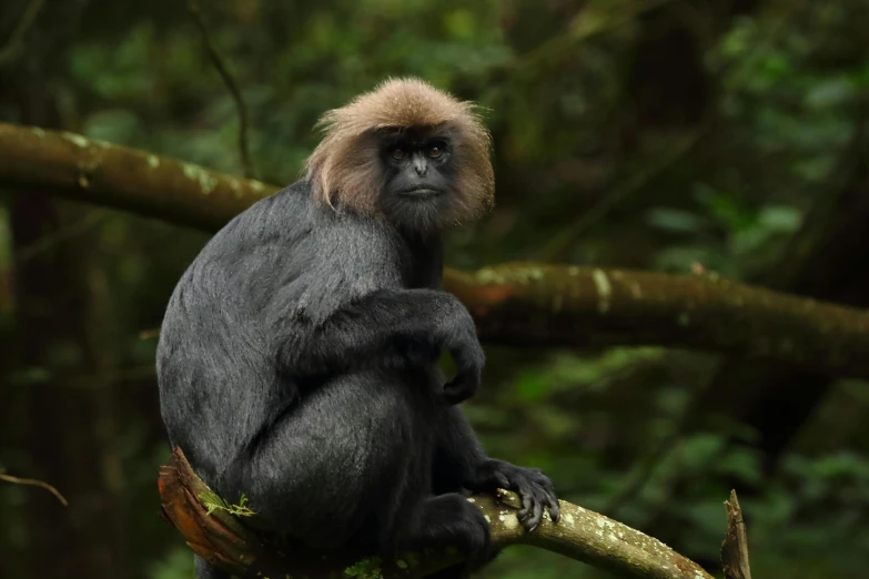 the young, black - faced monkey is sitting on a tree limb