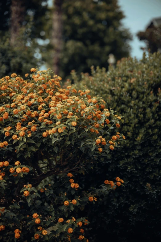 a small tree with orange flowers on it