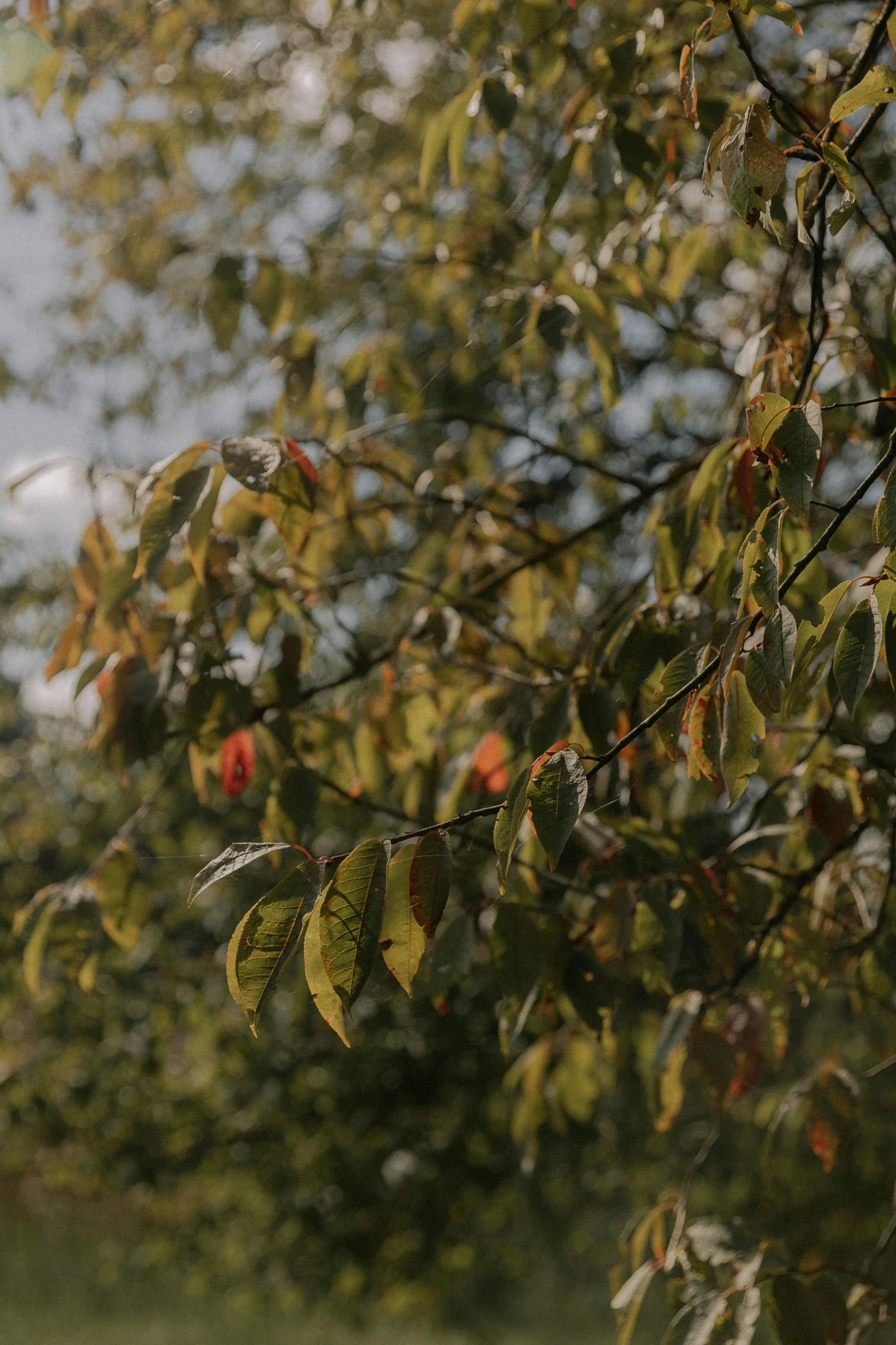 some red berries hanging on the leaves and tree nches