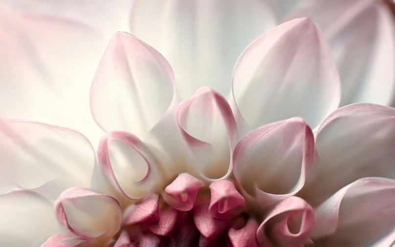 the pink petals on a white flower head