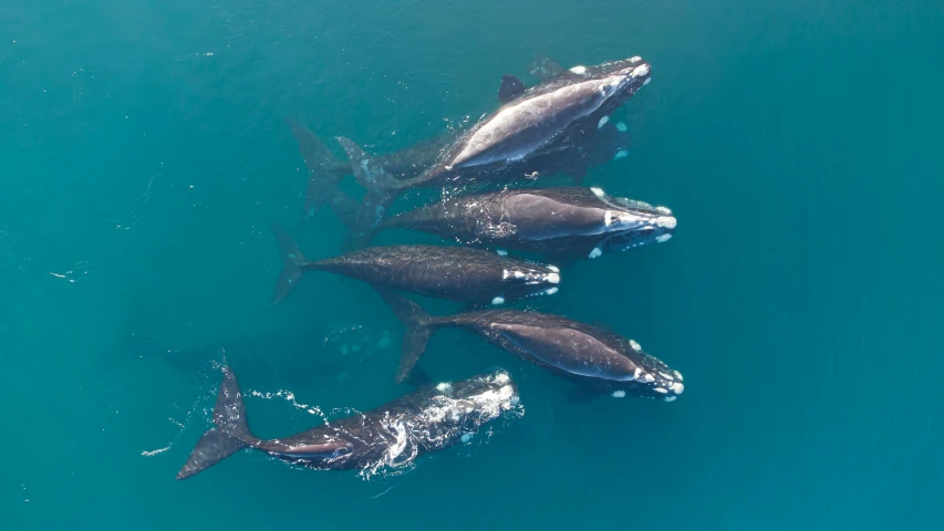 there are three dolphins swimming next to each other