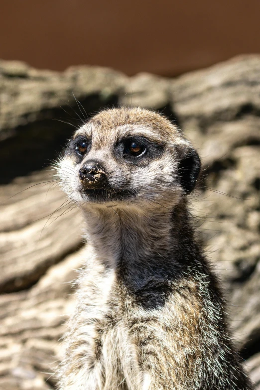 a meerkat looking up at soing, standing in front of rock formations