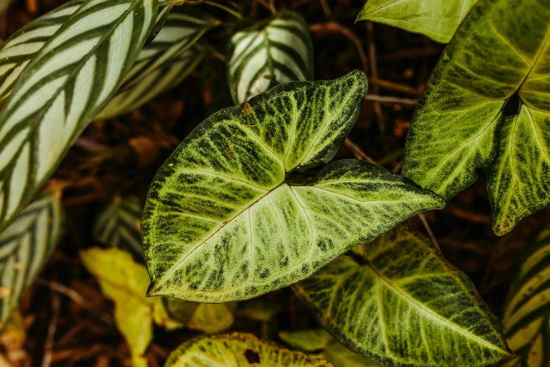 close up of plants in the dirt on a sunny day