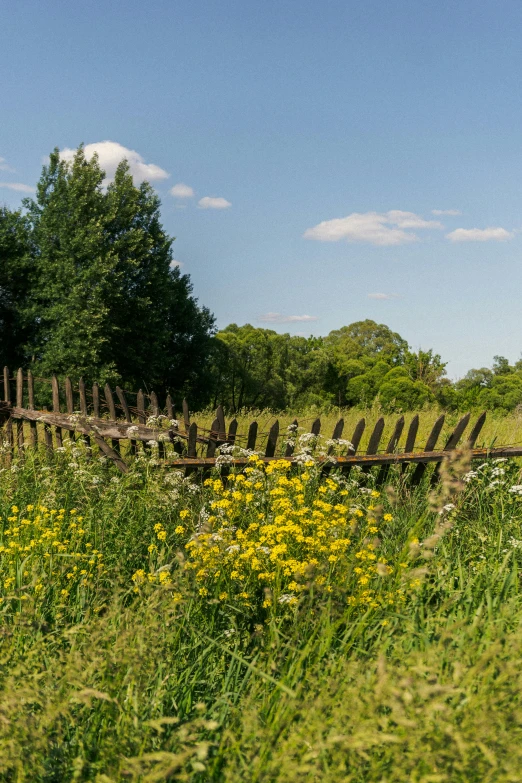 the grass is green and tall with wildflowers and a fence in the background