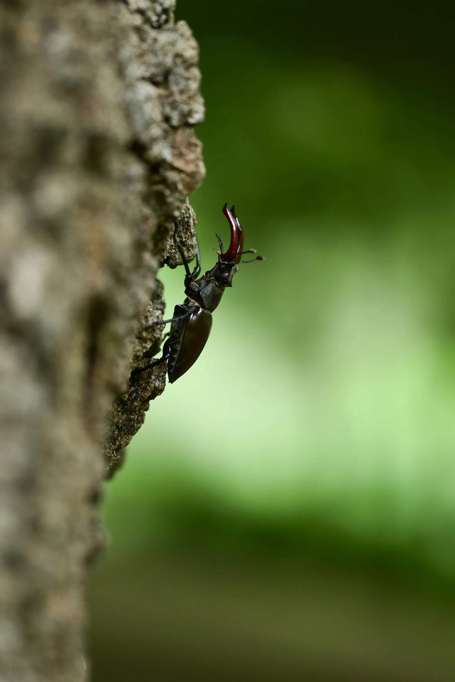 a small insect is climbing on a tree trunk