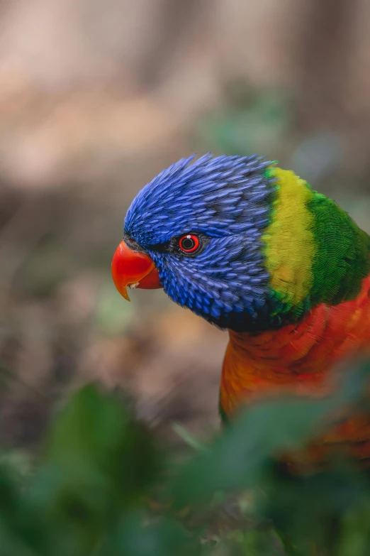 a colorful bird is standing in a green field