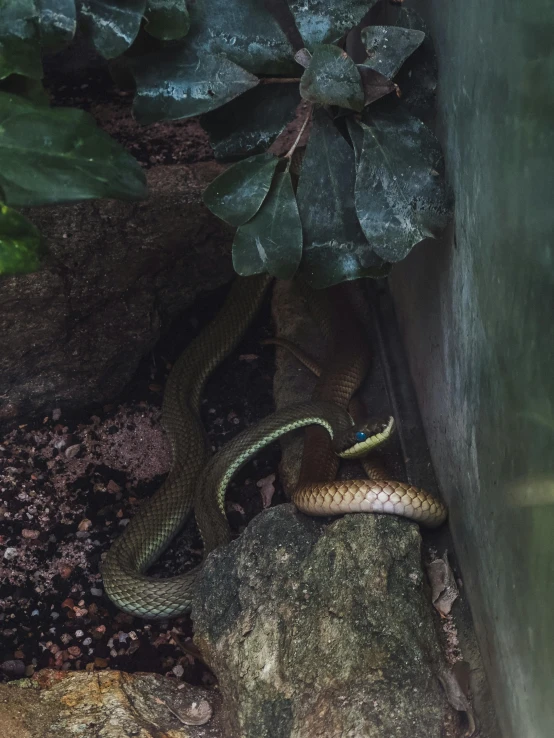 a large snake is on a rock in the ground