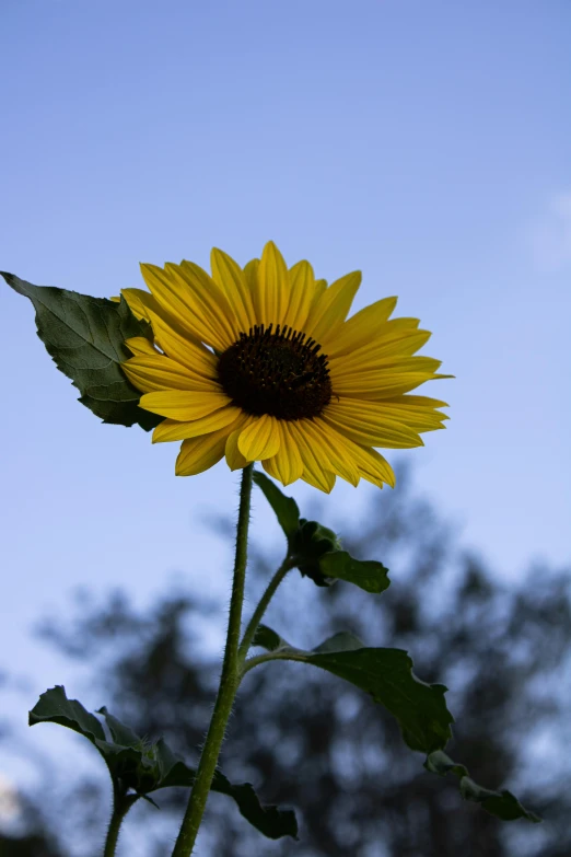 a sunflower sits alone on the stem of a stalk
