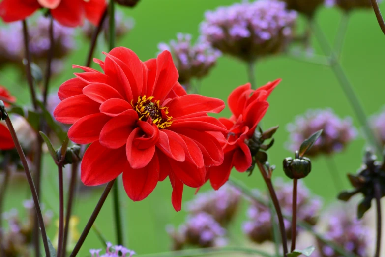 several red flowers growing with green background