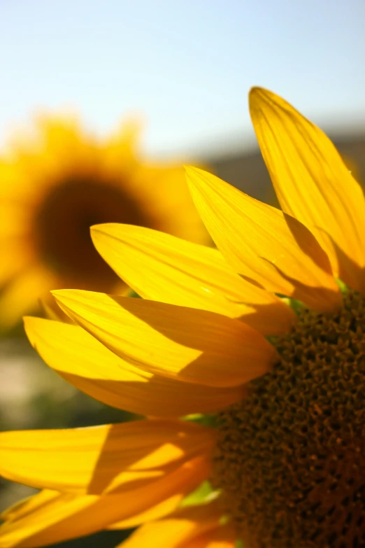 the sunflowers have very large, beautiful blooms on their stalk