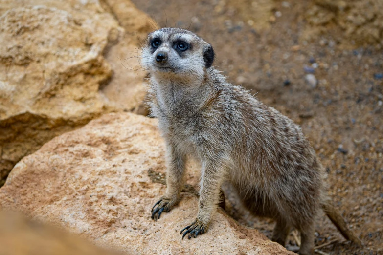 a small animal sitting on a rock looking into the distance