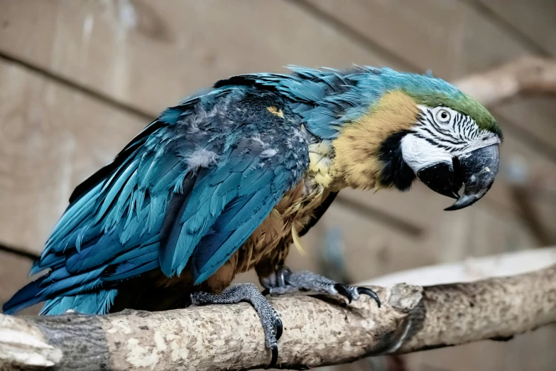 colorful parrot sitting on a nch near building