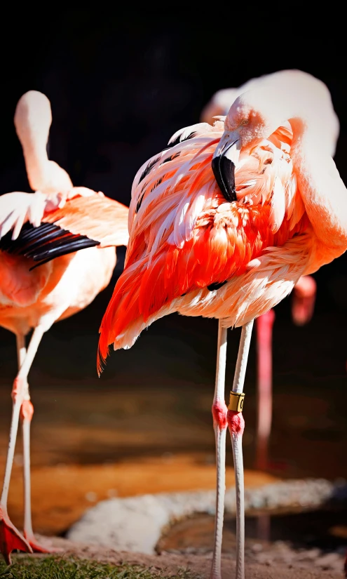 two flamingos are standing beside each other and some water