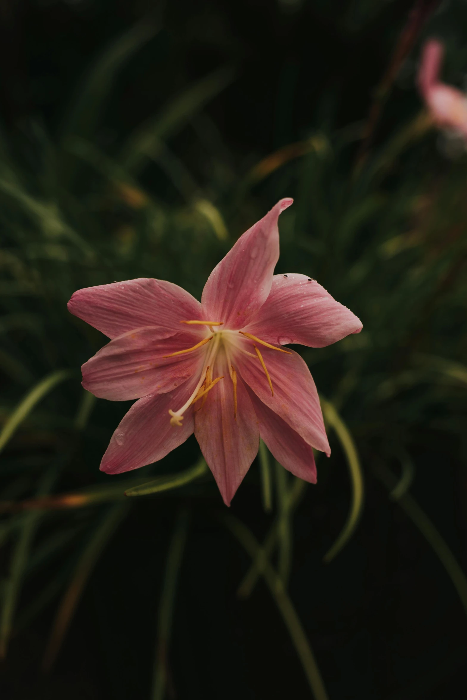 a flower that is standing out in the grass