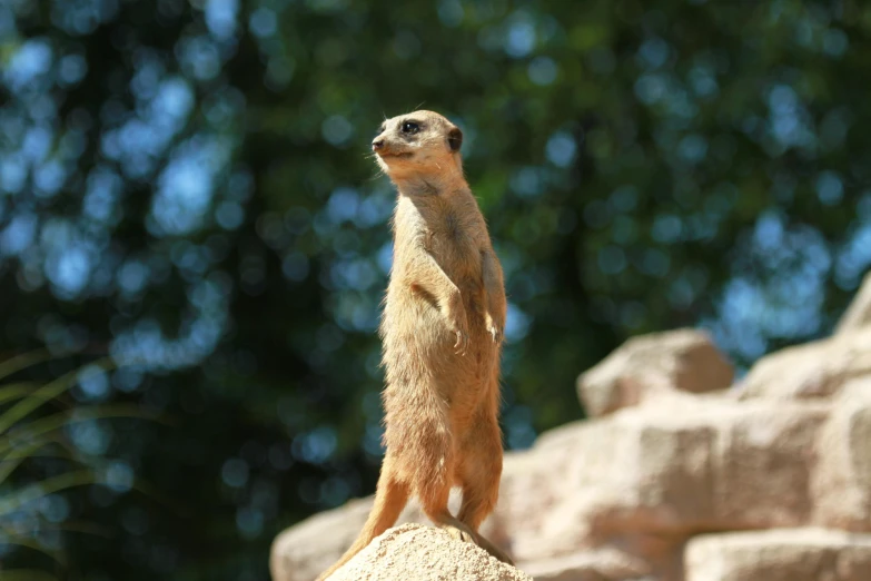 the meerkat is standing on top of the rock