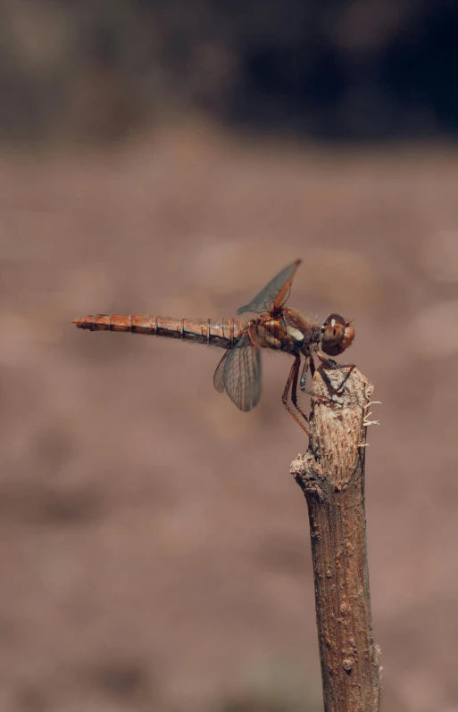 a small dragonfly is sitting on top of a twig