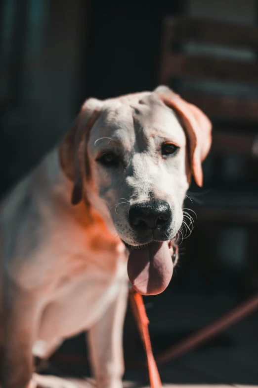 a dog with a red leash is sitting and looking ahead