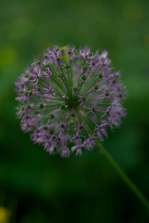 closeup of a green and purple plant with little white flowers