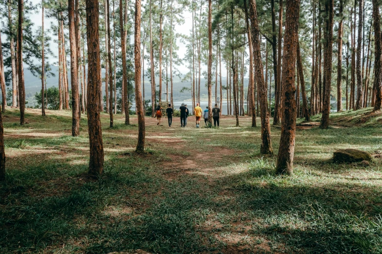 people walking together in the woods under pine trees