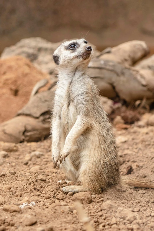 a small dog sits in dirt with rocks in the background