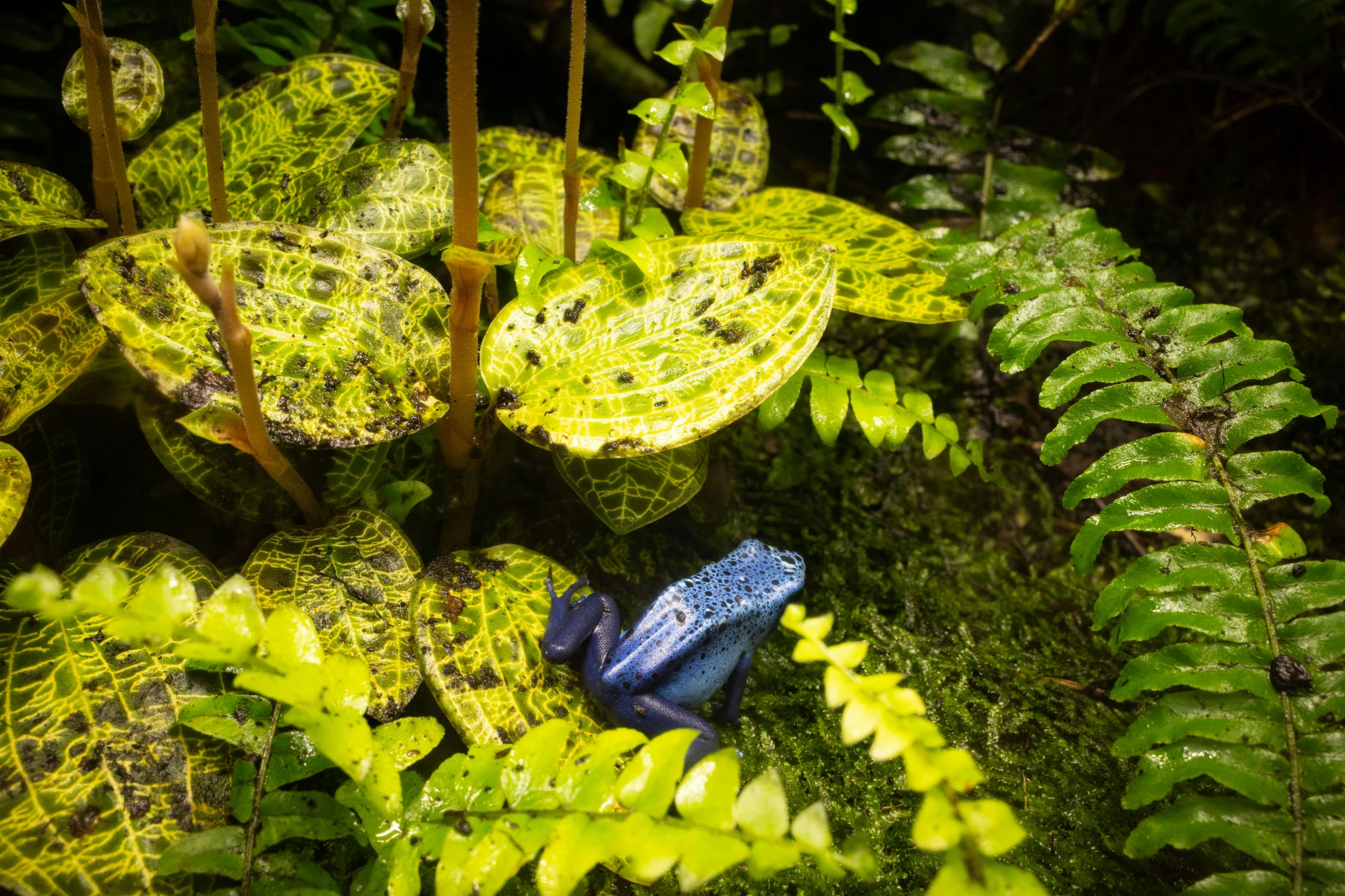 a blue frog is standing in the green foliage