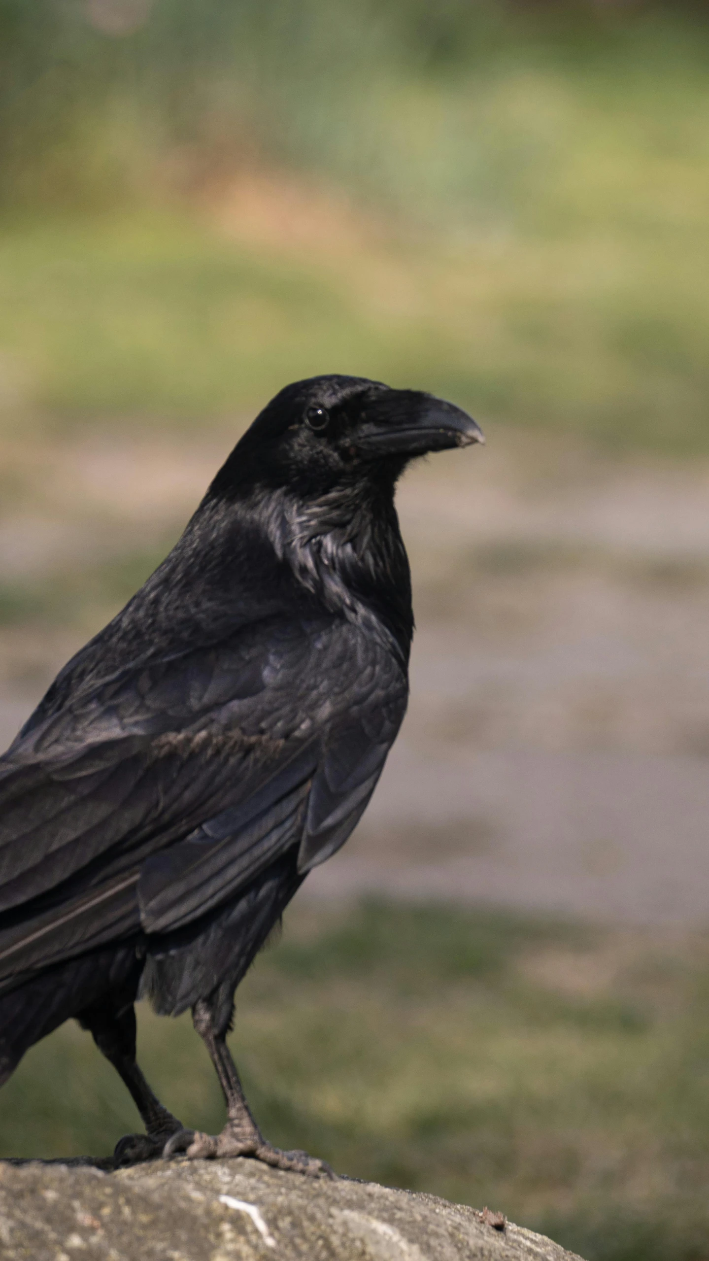 a crow perched on top of a rock near some grass