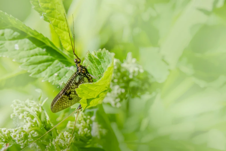 the insect is sitting on the green leaves