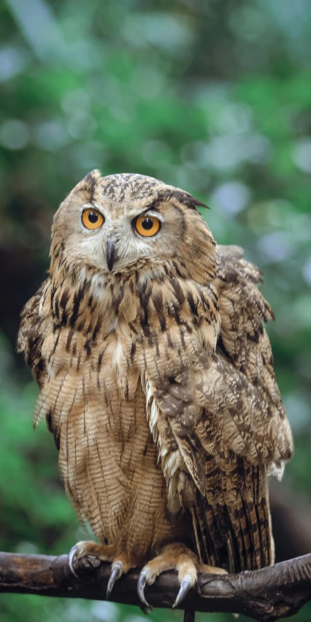 an owl perched on top of a nch