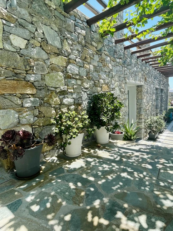 several plants are growing on the outside of an old stone house