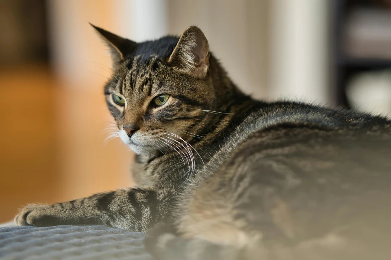 a cat resting on a pillow with a bright light coming from its eyes