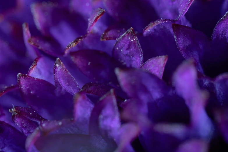 purple petals with water droplets in focus