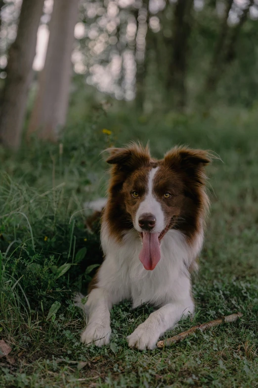 an image of a dog laying down in the grass