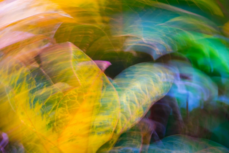 blurred colors of leaves are being used as a background