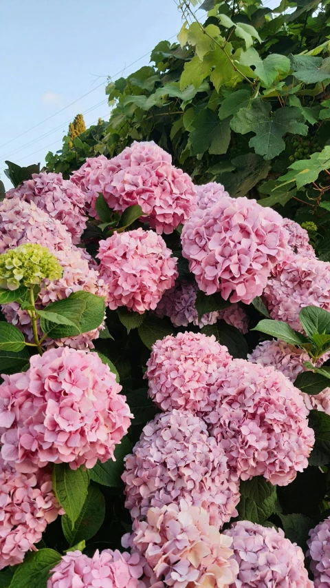 pink flowers are blooming in the planter